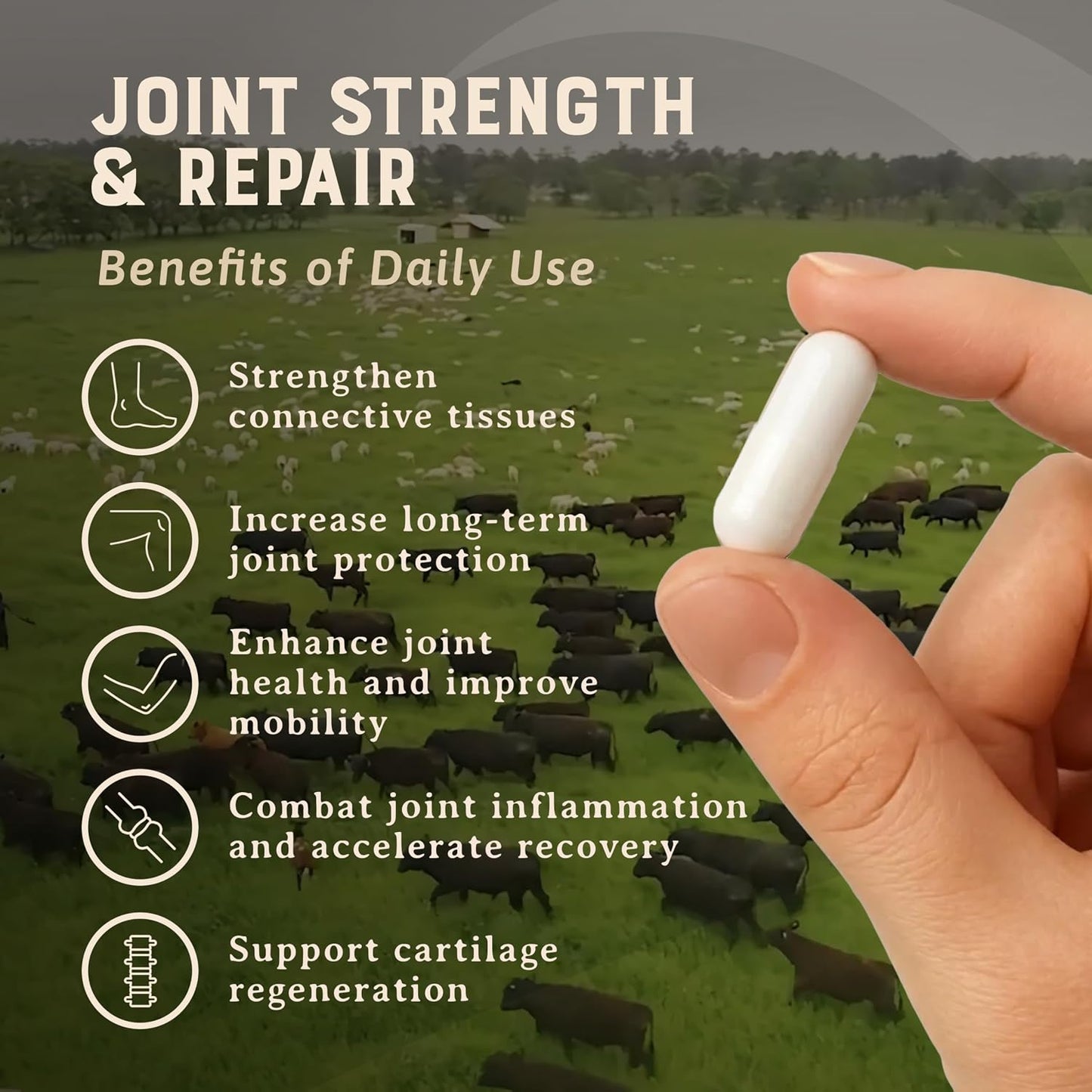 HEART & SOIL Joint Support Supplement, 180 Capsules | 100% grass fed & finished from regenerative cattle with trachea, scapula & bone marrow. Supports joint strength & mobility.