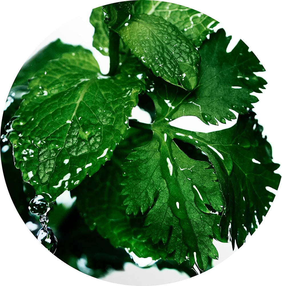 Davidoff Cool Water Aftershave Splash for Men - Refreshing Scent with Coriander, Mint, Lavender & Amber Notes